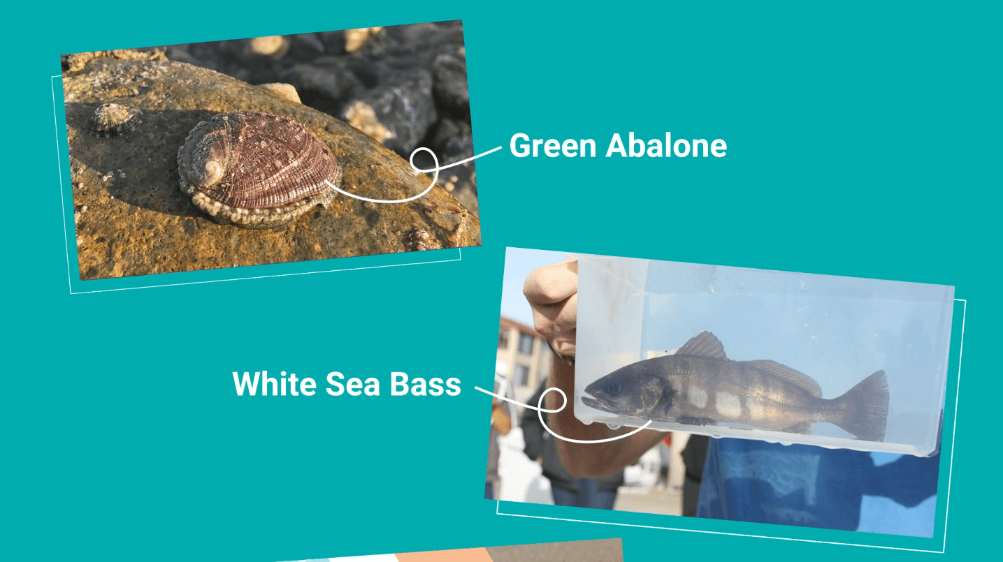 04-green-abalone-white-sea-bass